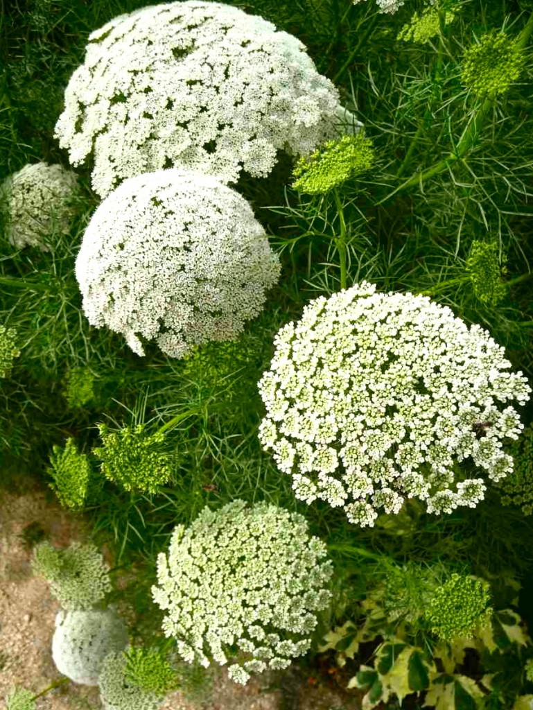 Ammi visnaga